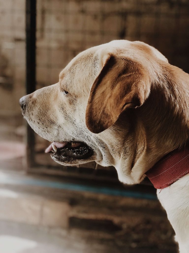 Why People Use Service Dogs or Emotional Support Dogs ...