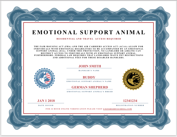 Service animals essay